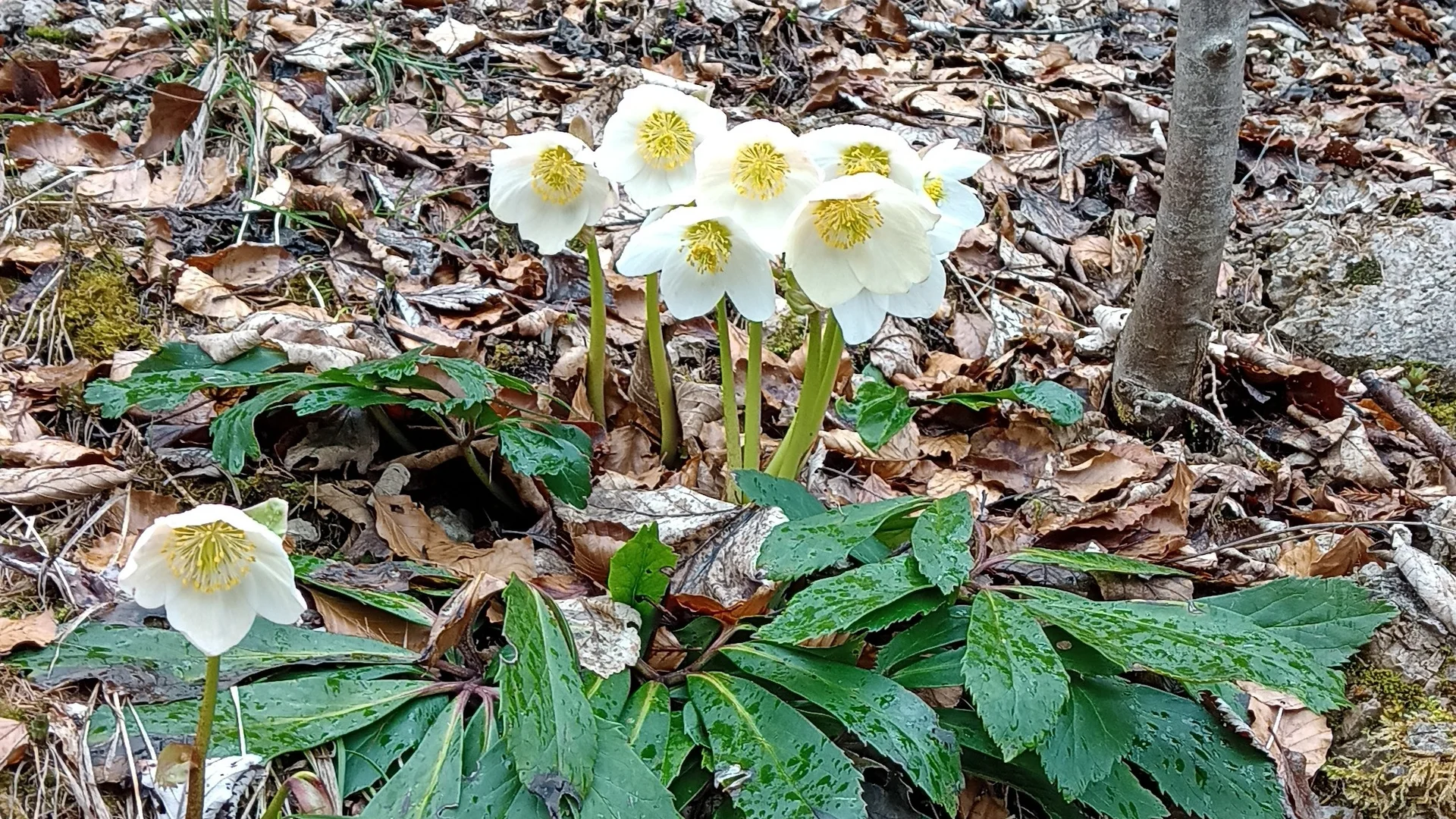 Schneerosen | © Pat Höppli