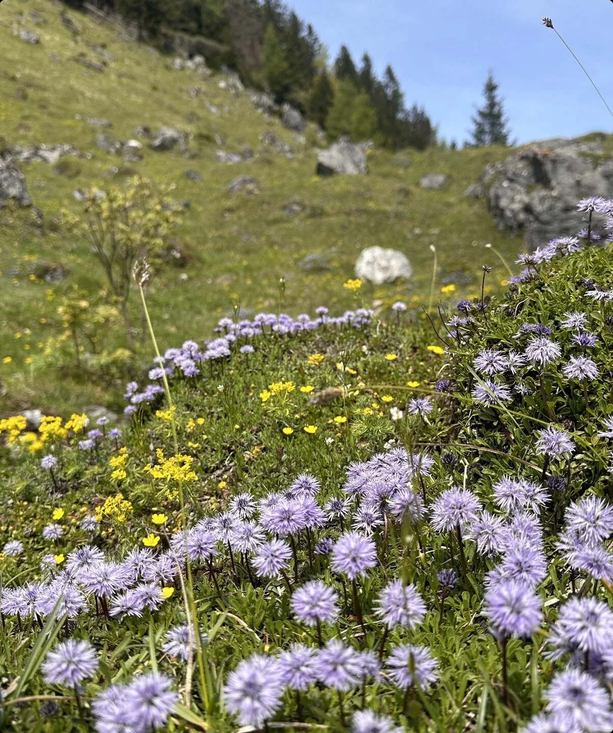 Kranzhorn Alm | © Andrea H