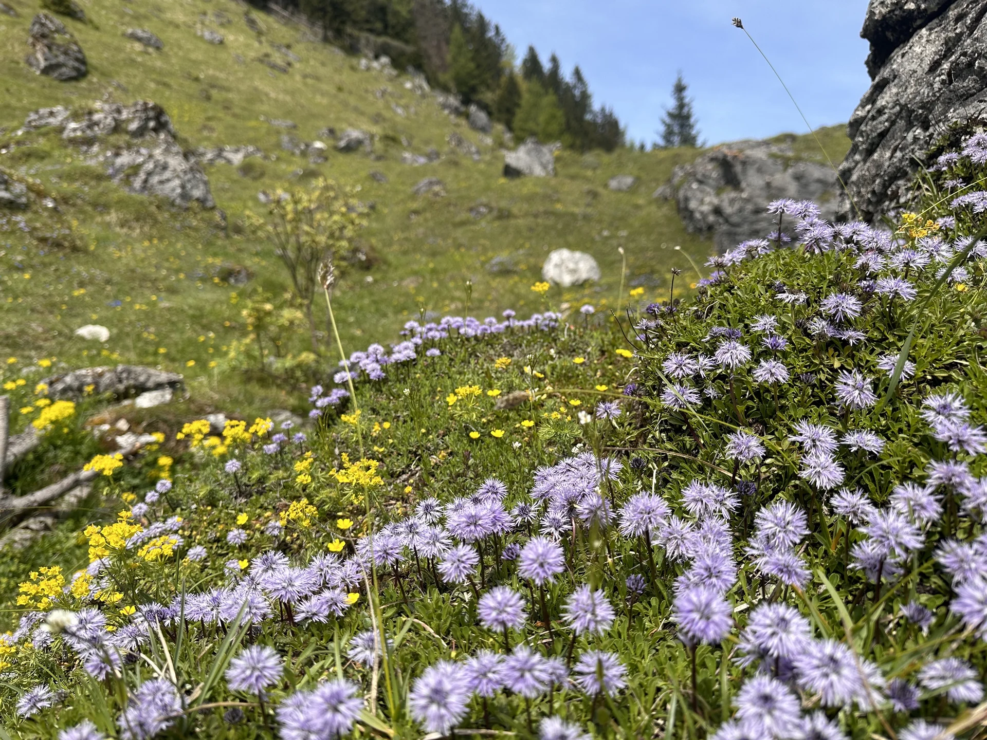 Kranzhorn Alm | © Andrea H