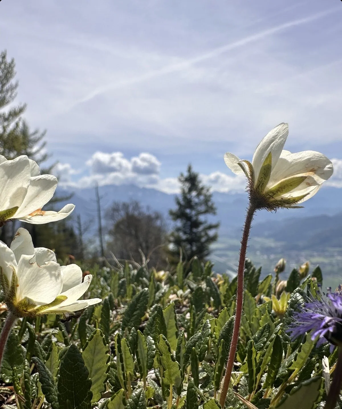 Kranzhorn Gipfel 3 | © Andrea H