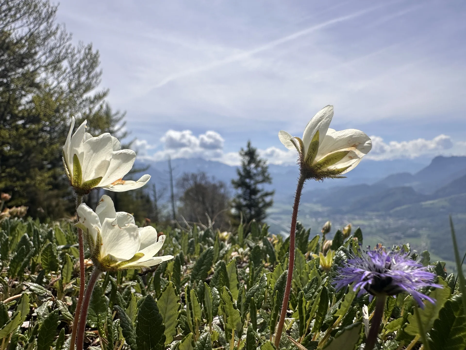 Kranzhorn Gipfel 3 | © Andrea H