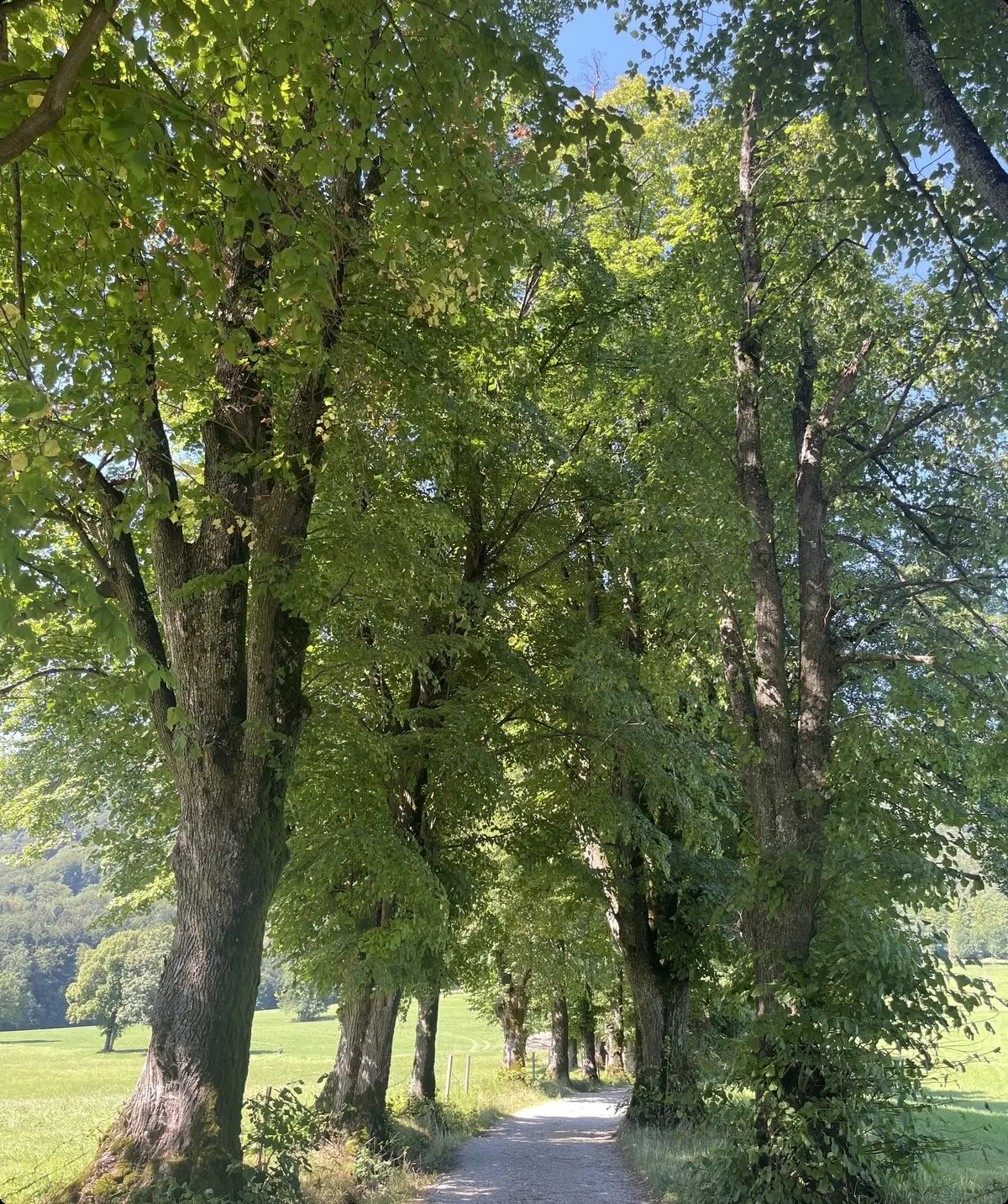 © Franz Schemera