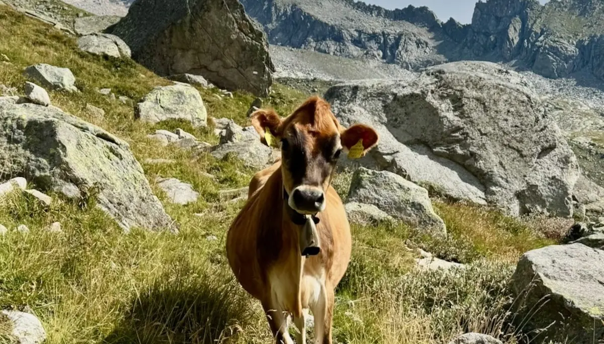 Kuhbegegnung unterhalb der Floitenspitze | © Matti
