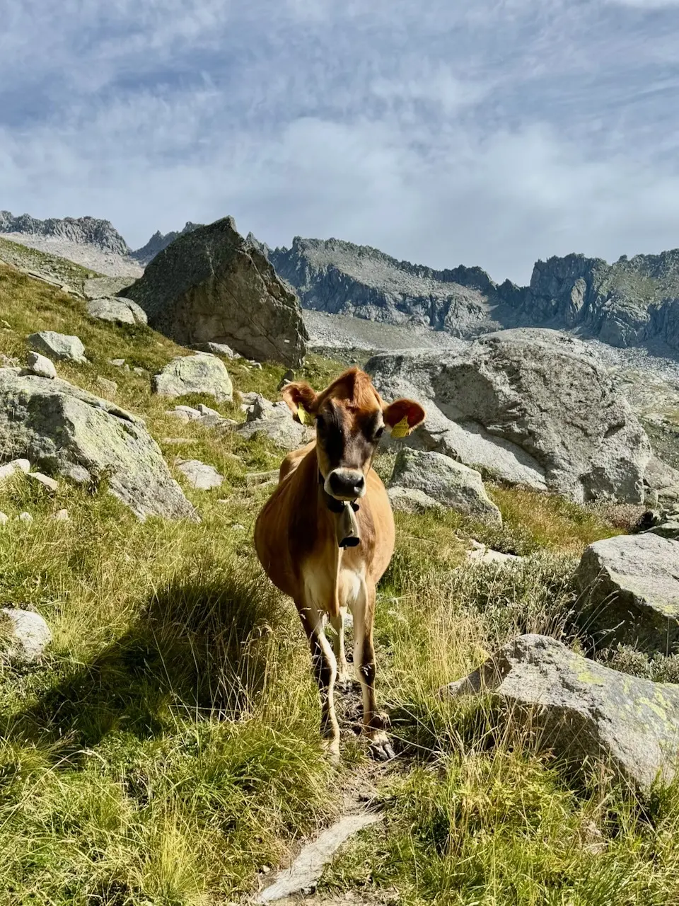 Kuhbegegnung unterhalb der Floitenspitze | © Matti