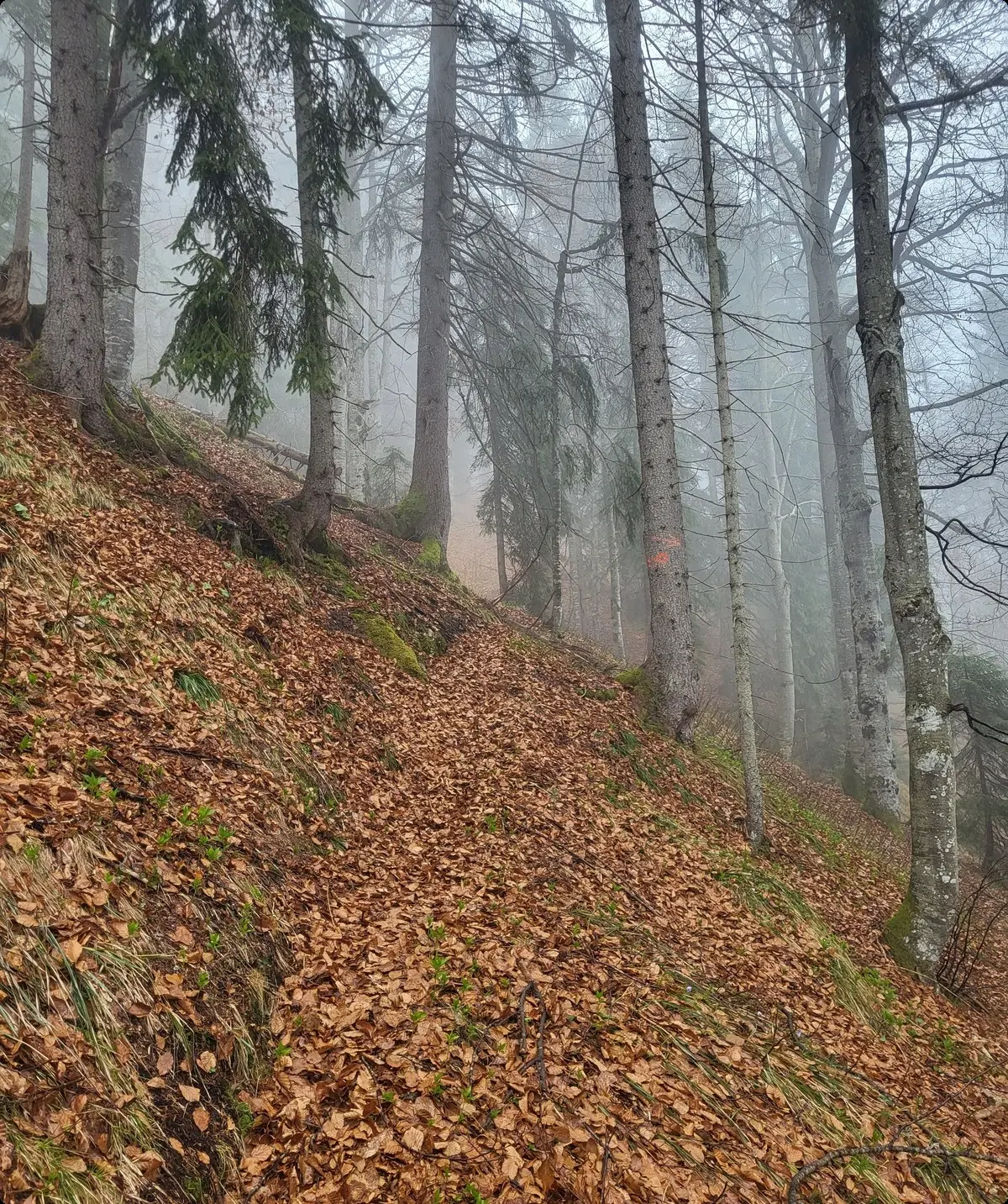 © Hoffmann
