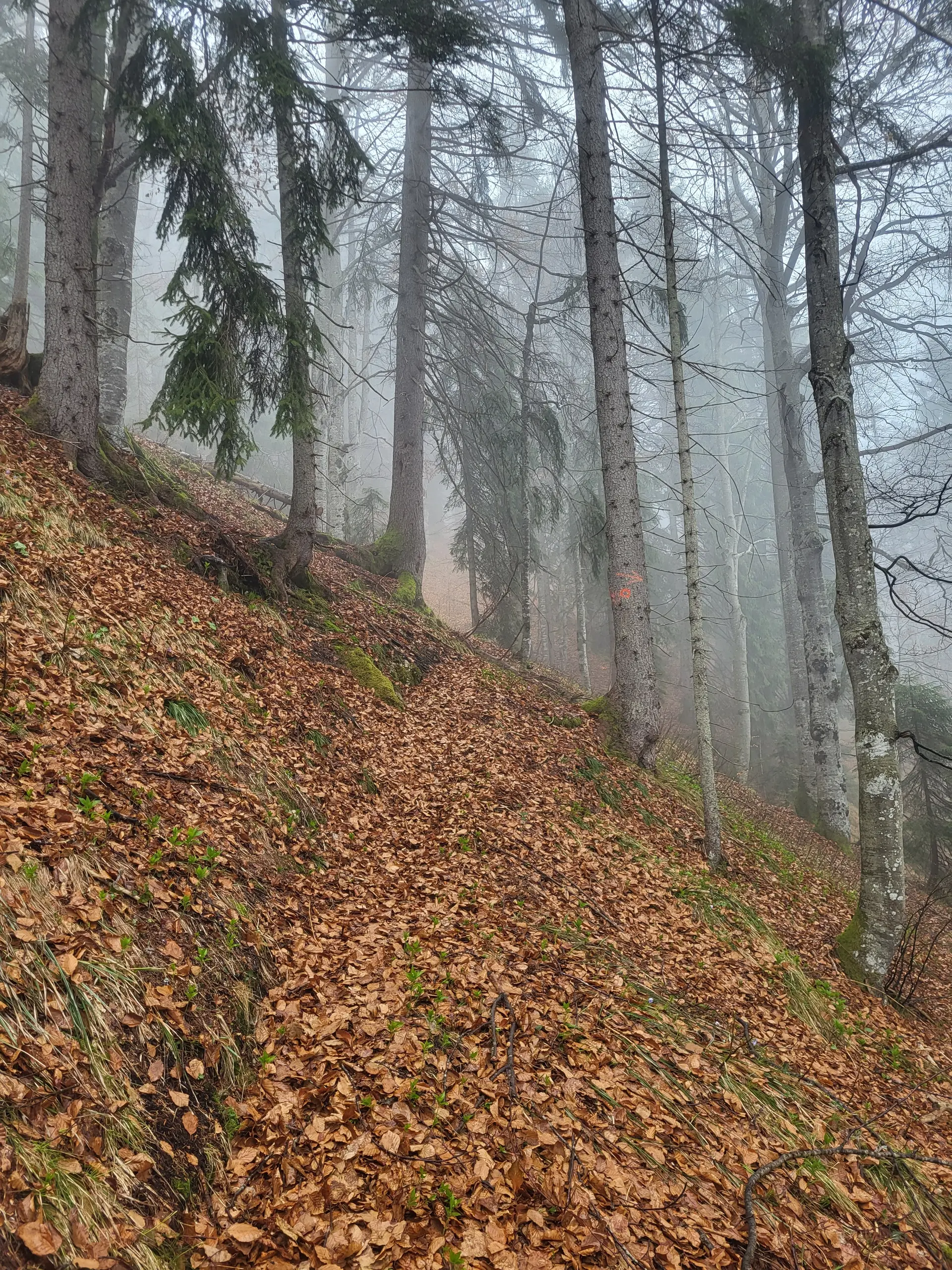 © Hoffmann
