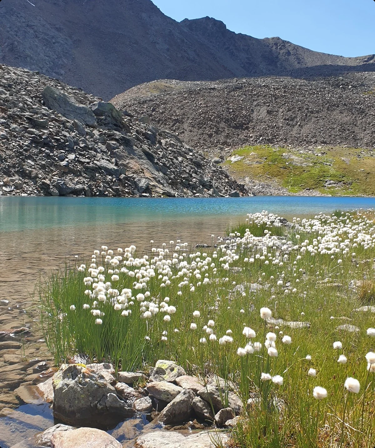 Wollgras | © Sven Thamm