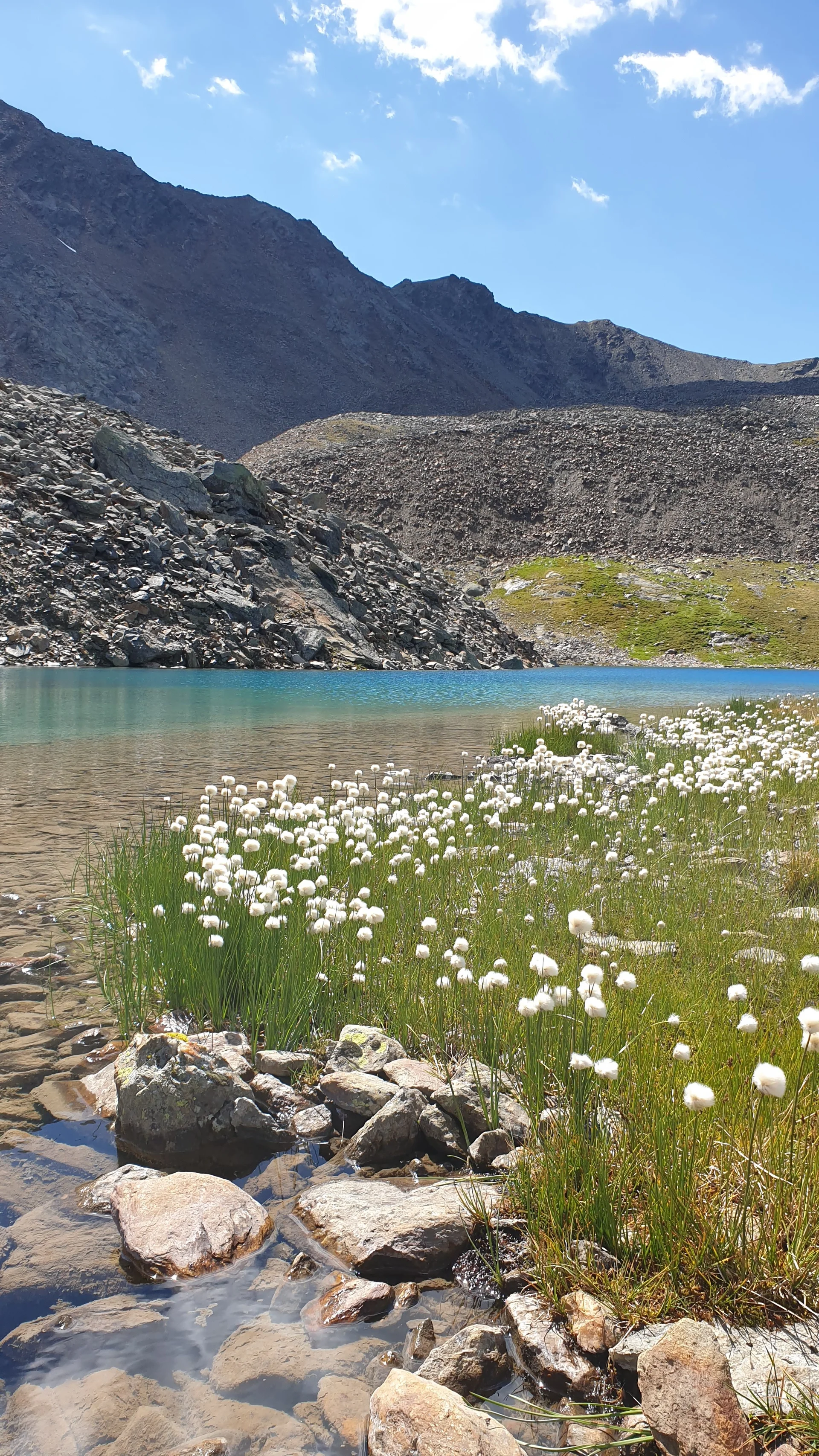 Wollgras | © Sven Thamm